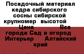 Посадочный материал кедра сибирского (сосны сибирской) крупномер, высотой 3-3.5  › Цена ­ 19 800 - Все города Сад и огород » Интерьер   . Алтайский край